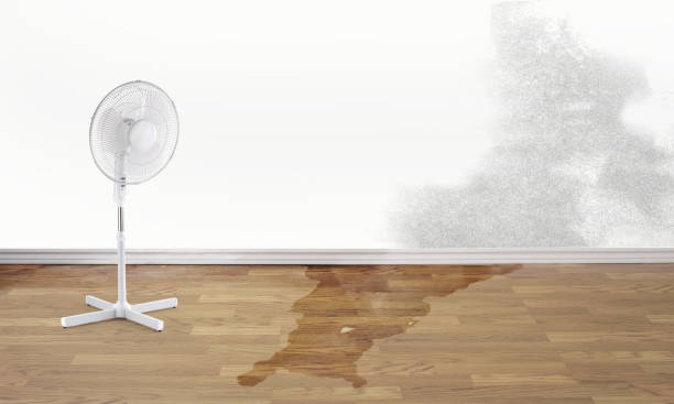 Best Basement water damage restoration  in Chrisman, IL