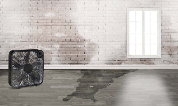 Best Water damage contractors near me  in Chrisman, IL